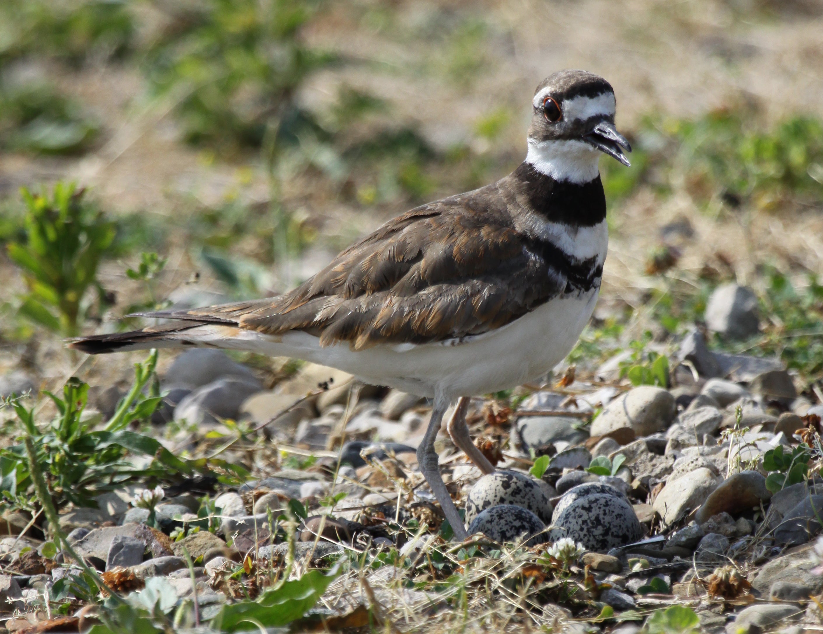 Neighboring killdeer Ohio Cooperative Living